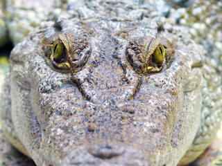 Alligator