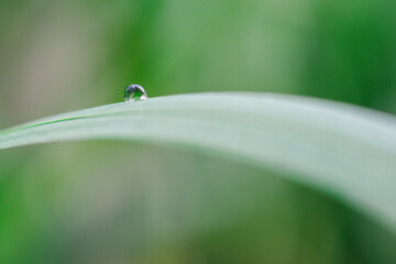 kropla wody na trawie