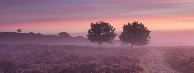 Roydon Common, norfolk as the sun rises