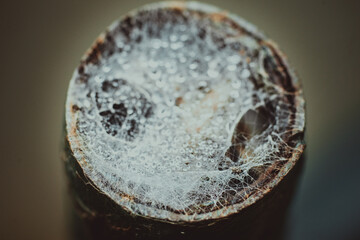 Abstrakcja, mech i pajęczyna zieleń barwy struktura © jacekstagun