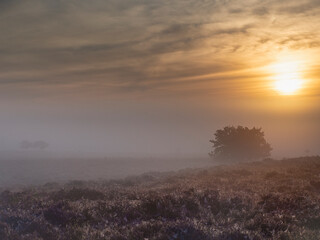 Obraz na płótnie Canvas Roydon Common shrouded in early morning mist
