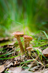 Opieńka, grzyby jadalne blaszkowe