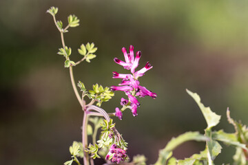 Flor lilas e branco