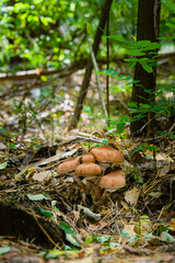 Opieńka, grzyby jadalne blaszkowe