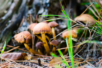 Zasłonak bagienny grzyby niejadalne trujące