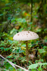 Czubajka kania grzyby jadalne, jesień