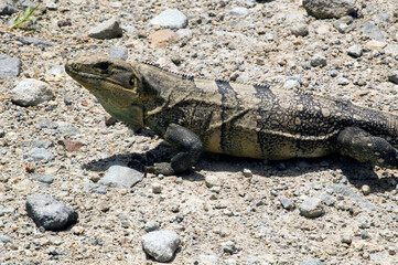 Big gray lizard walking on a rocky ground. Environment preservation. Costa Rica