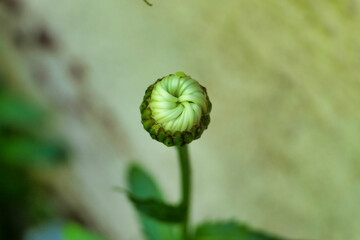 Close up a Leucanthemum bud showing the petals starting to spiral open
