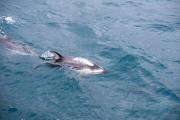 A Pacific White Sided Dolphin Jumping on the Surface of the Water on a Whale Watching Tour