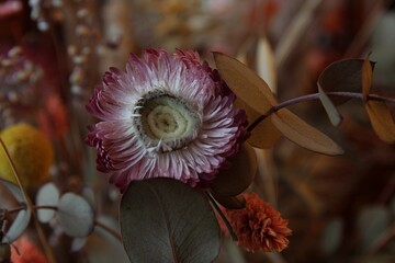 dried flowers of different colors