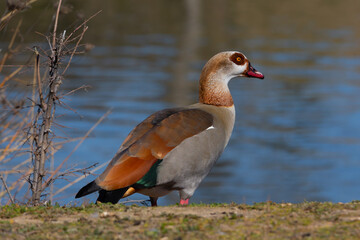 Brown-feathered geese in a lake. Acuatic birds. Bird with brown feathers and orange beak