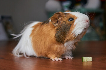Portrait of red and white Guinea pig 