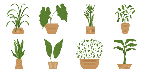 A potted plant. A houseplant of different shapes for the microclimate. Interior design. Set of vector illustrations, flat, isolated