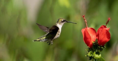 Fototapeta na wymiar Hummingbird flying next to red flowers with room for text, on a green background