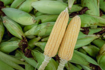 Obraz premium The fully grown corn is appetizing.
