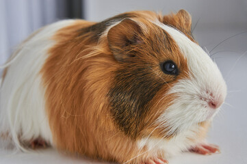 Portrait of red and white Guinea pig 