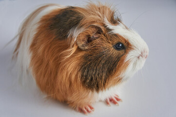 Fototapeta premium Portrait of red and white Guinea pig 