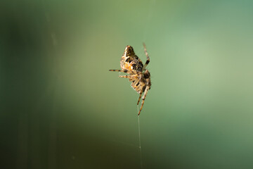 Spinne im Grünen