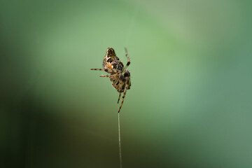 Spinne im Grünen