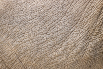 Close up of elephant skin