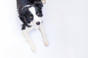 Funny portrait of cute smiling puppy dog border collie lying down isolated on white background. Pet dog with funny face looking at camera and waiting for reward. Funny pets animals life concept