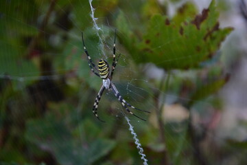 spider on web