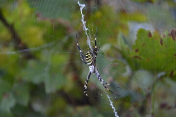 spider on a web