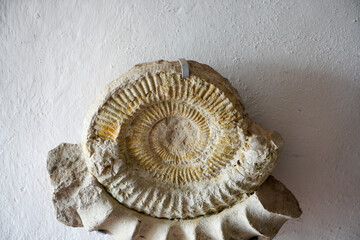 Ammonite is a fossilization of a squid enclosure, photographed here with macro lens in studio