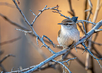Bewick's Wren