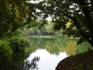 Reflection of trees in water