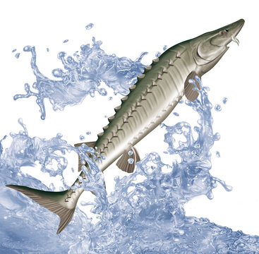 poisson, esturgeon  , p&ecirc;che, animal, isol&eacute;, aliment, gicl&eacute;e, eau, nature, attraper, blanc, ailette, comestible, vague, sauter, douce, fleuve, lac, aquarium, queue, frais, &eacute;caill&eacute;e, brut, mer, &eacute;vasion,