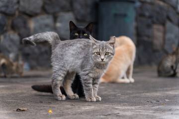 S&uuml;&szlig;es K&auml;tzchen