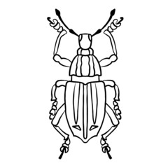 Fototapeta na wymiar Isolated contour drawing of a beetle on a white background. Dood