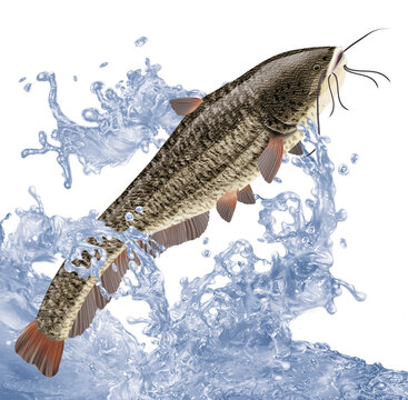 poisson, silure , p&ecirc;che, animal, isol&eacute;, aliment, gicl&eacute;e, eau, nature, attraper, blanc, ailette, comestible, vague, sauter, douce, fleuve, lac, aquarium, queue, frais, &eacute;caill&eacute;e, brut, mer, &eacute;vasion, sau