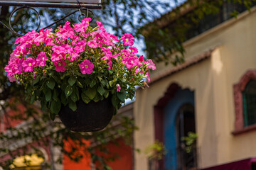 Fototapeta na wymiar flowers in Mexico City