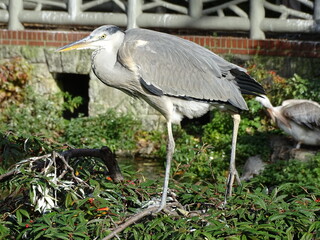 great blue heron 