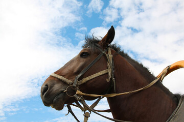 The head of a dark brown horse against a blue sky. Horse riding club concept. Copyspace.