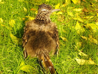 bird relaxing in the grass