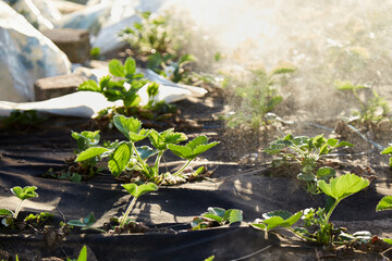 Spraying in the garden. Watering strawberries. Spring works at sunset. High quality photo