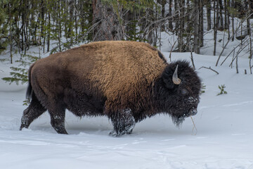 Herd of American Bison, Yellowstone National Park. Winter scene.