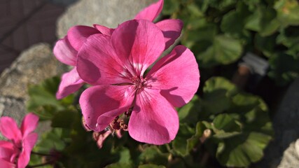 Pelargonium inquinans detail blooming flower