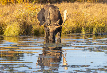 Bull Moose Reflected Drinking in Autumn in Wyoming
