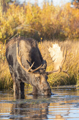 Fototapeta premium Bull Moose Reflected Drinking in Autumn in Wyoming