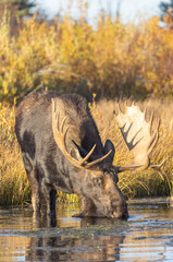 Bull Moose Reflected Drinking in Autumn in Wyoming
