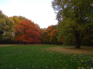 autumn trees in the park