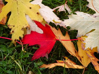 autumn leaves on the ground