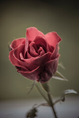 flores, plantas, naturaleza, macro, 