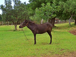 Donkey stands on a green meadow