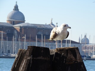 Santa Maria della Salute, Venice, Italy