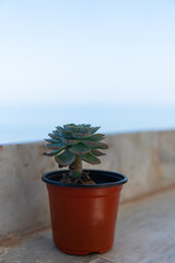 Cactus in flowerpot
